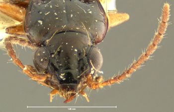 Media type: image;   Entomology 16299 Aspect: head frontal view